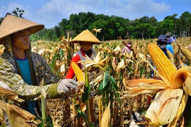 Kuasai Pasar 50%, Benih Jagung Bisi Dukung Penyediaan 7 Juta Hektar
